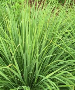 Lemongrass Essential Oil - 100% Pure & Concentrated